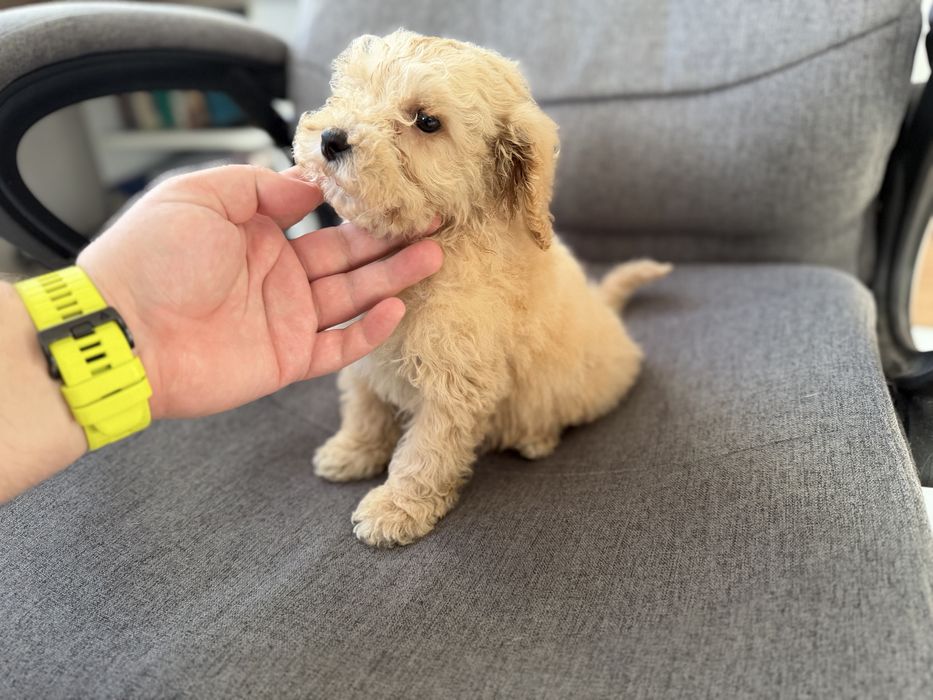 Мини пудели актулано от 13.1.2026