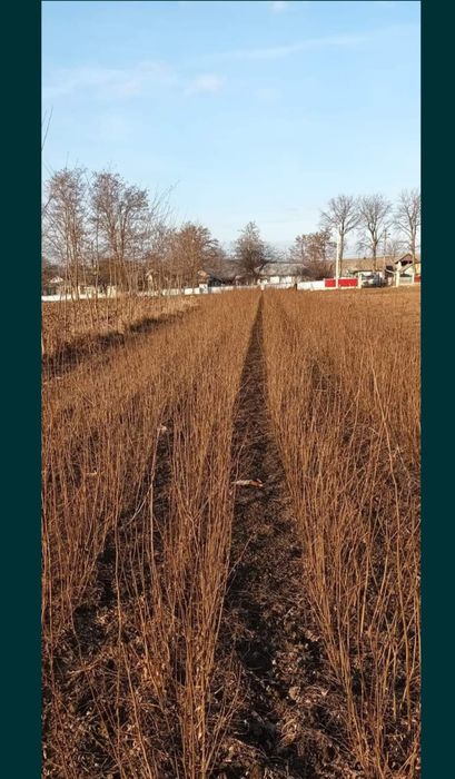 Puieti salcâm frasin fag carpen ulm plop mesteacăn brad molid Tei arin