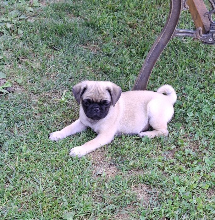 Mops pug transport in Ro si EU