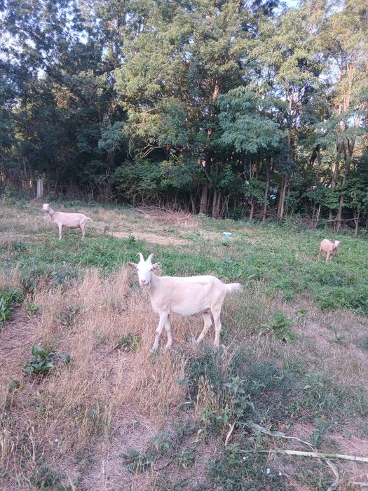 Agro  si industiale vand capre