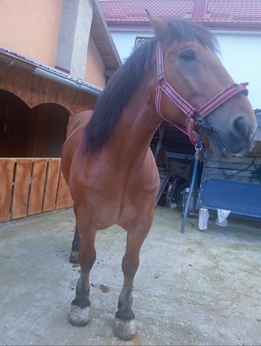 De vanzare cal  castrat