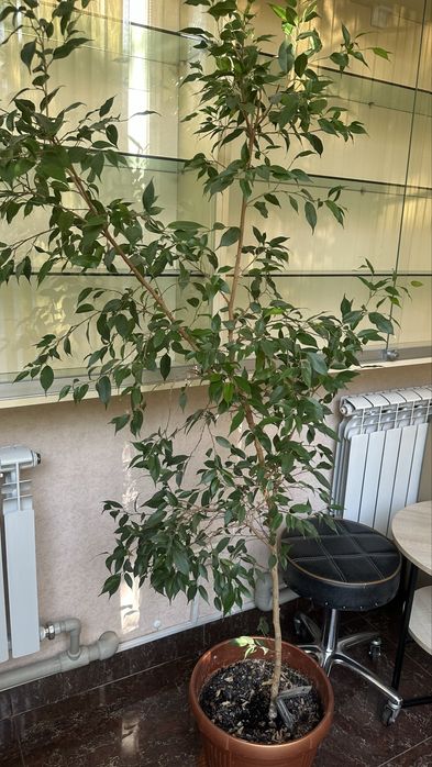 Продам деревья фикус