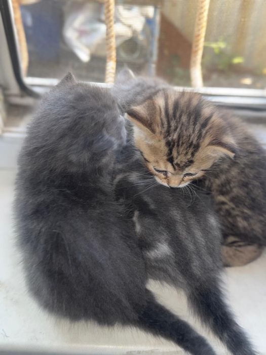 Продам котят и маму кошку