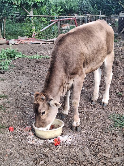 Vând vițică brună de Maramureș
