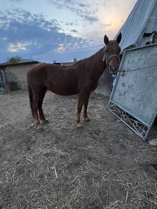 Бие байтал кобыла