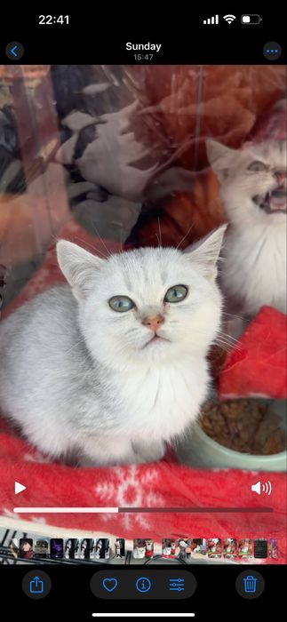 Котенок британская шиншилла