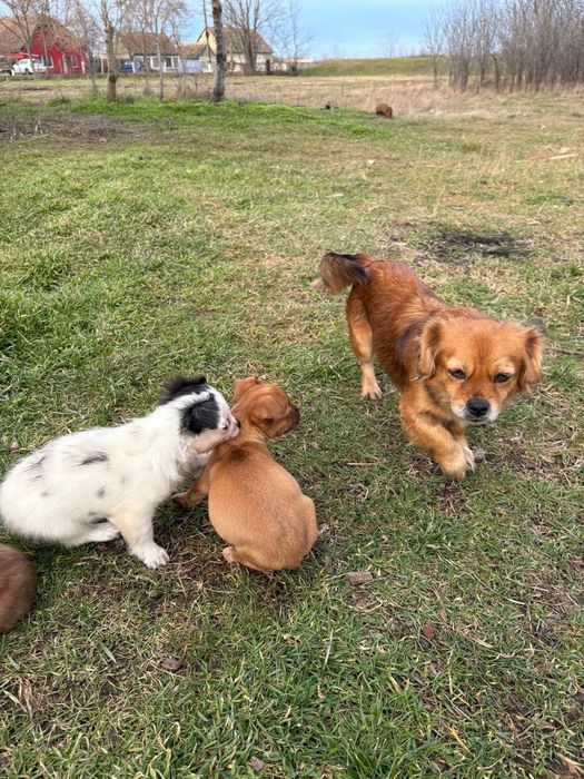 Ofer caței in spre adopție gratis!