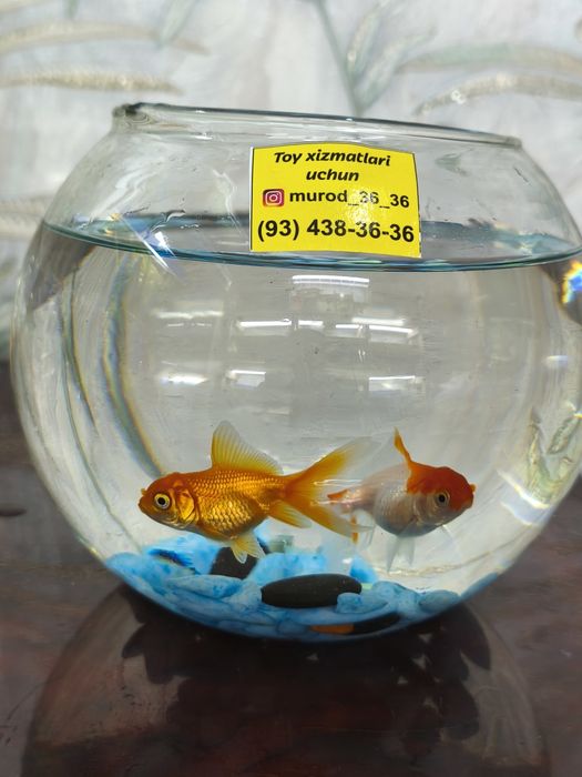 Akvariyum baliklari bilan