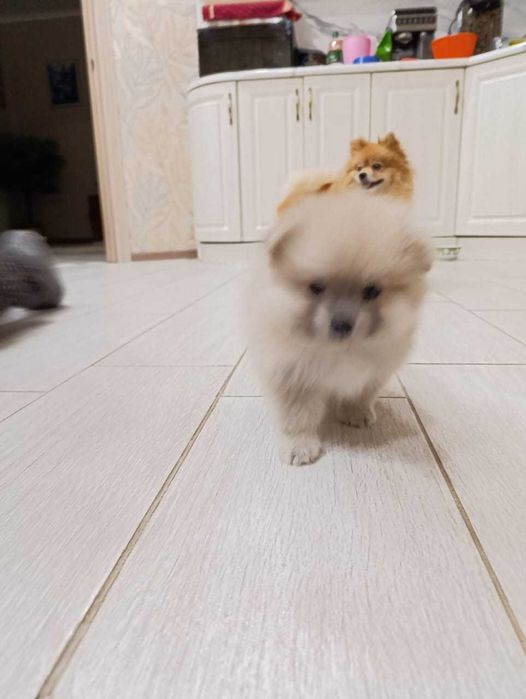 Щенки померанского шпица