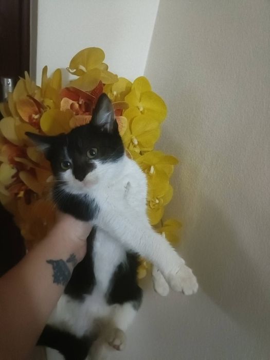 Donez  puiuti foarte frumosi