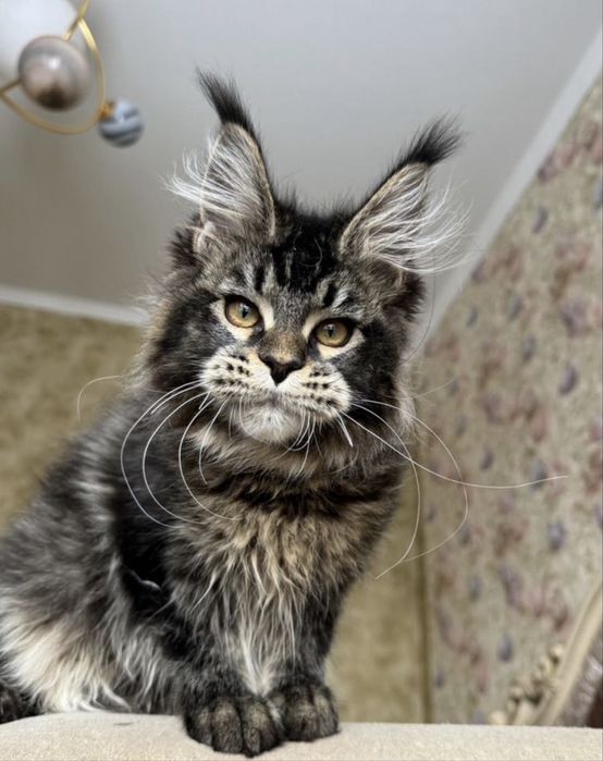 Мейн-кун котёнок