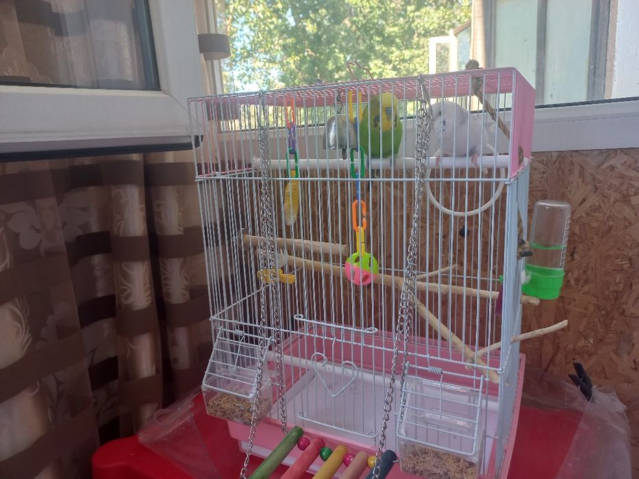 Продам попугайчиков