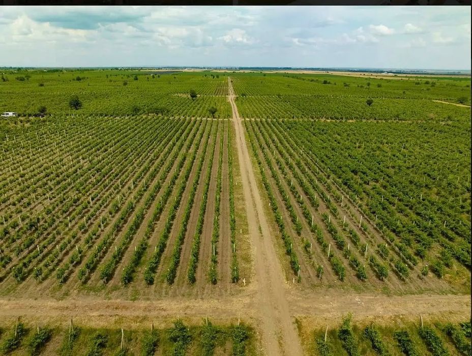 Struguri  de vin