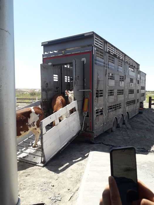 Chet-eldan mol olib kelamiz