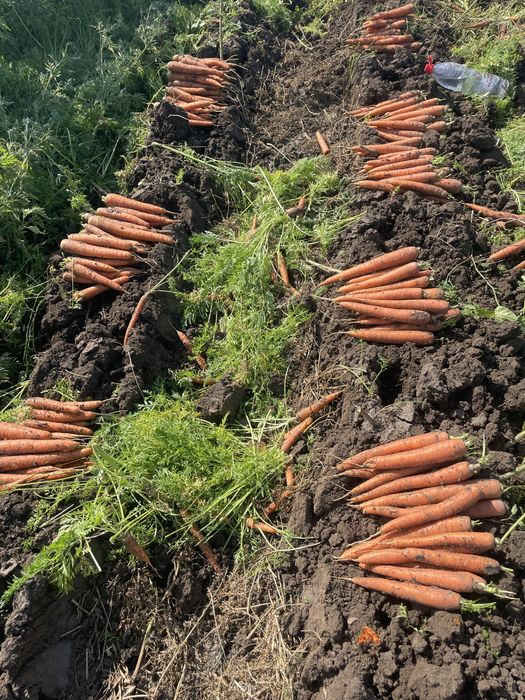 Morcov Natuna F1 si Baltimore F1