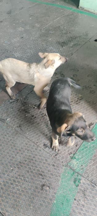 Щенки ищут семью