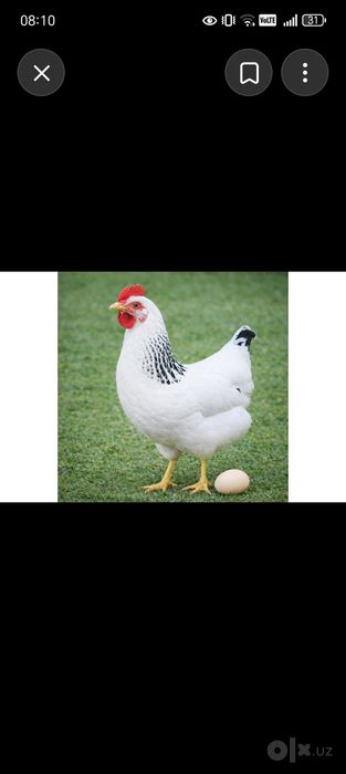 Adler tovuqlar tuxumda 1 oy boldi