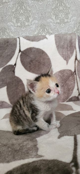 Отдам котёнка в хорошие руки