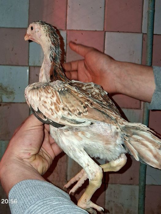 На продаже курочки!