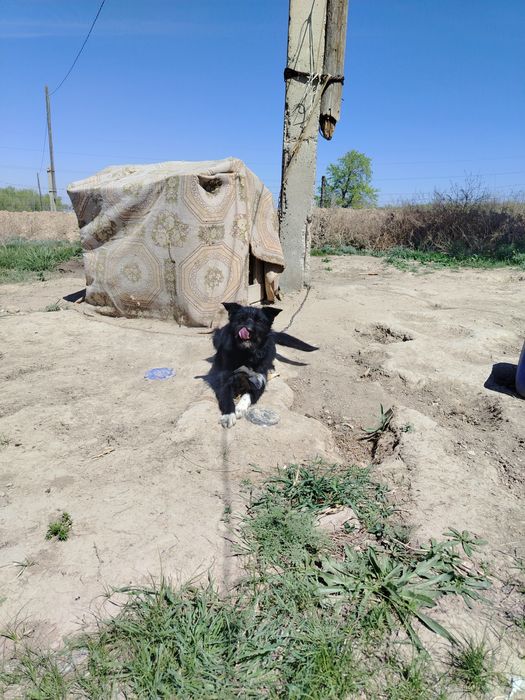 Кандек сатылады охотанын