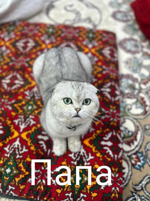 Scottish fold серебристый табби