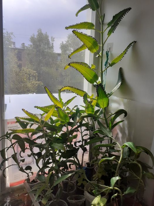 Продам каланхоэ на лекарство