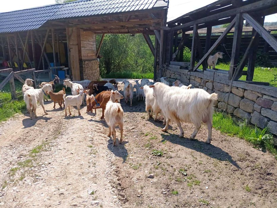 13 Кози, 2 пръча и 8 ярета