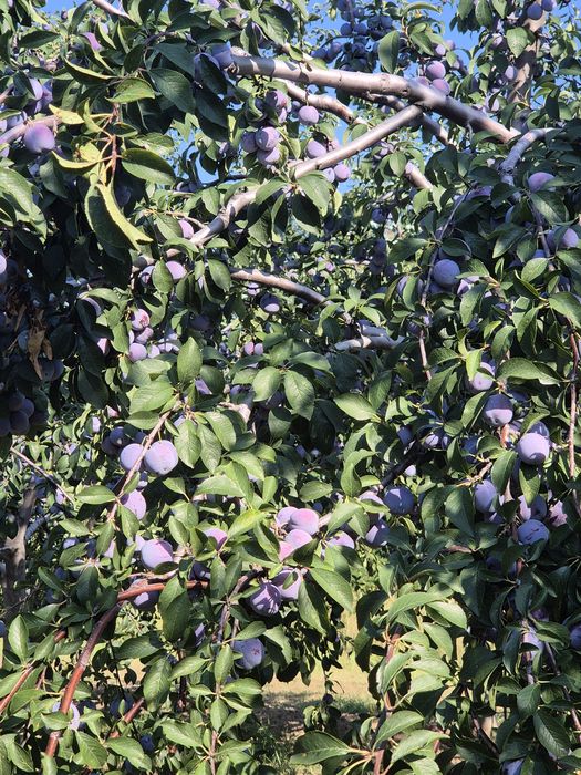 Prune de vanzare