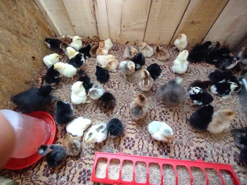 Pui de o zi de la găini de casă