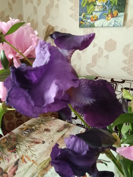 Продам саженцы цветов