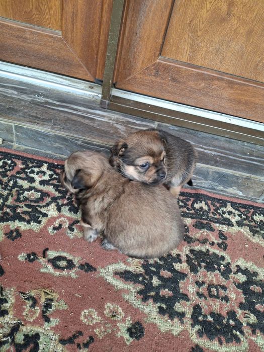 Donez caini pechinez