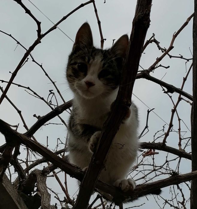 Котёнок, Mushukcha