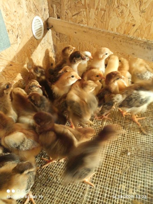 Цыплята Кучинские.