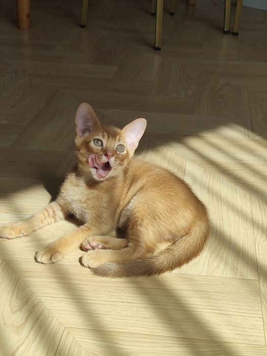 Абиссинский котенок Соррель