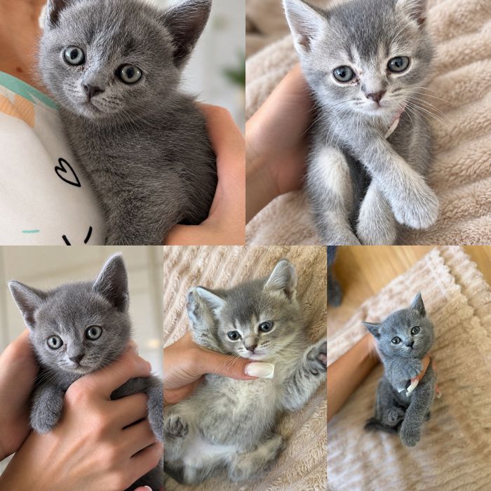 Котята британцы в добрые руки