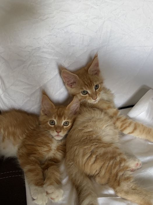 Котята Мейн-Кун 1,5 месяцев