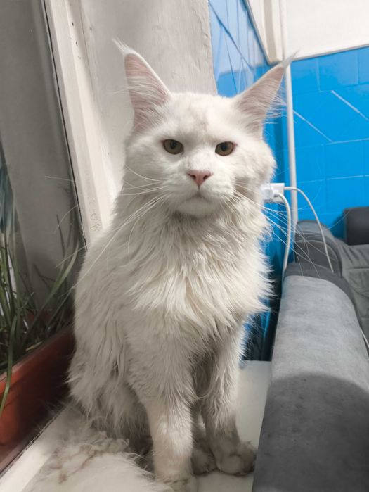 Мейн кун кот на вязку