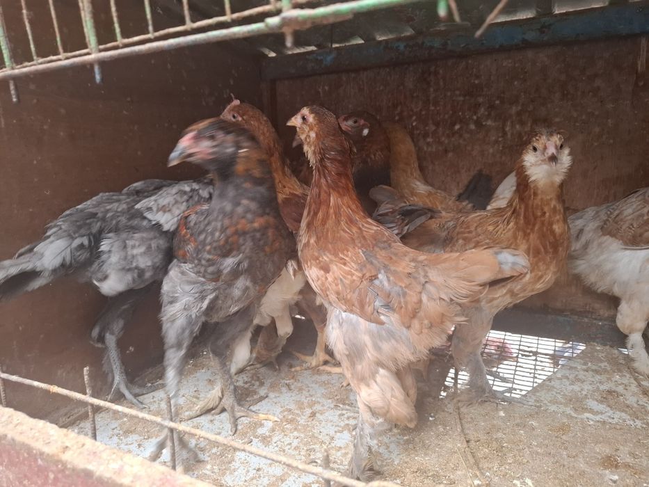 Продам Курочек 5 месяцев