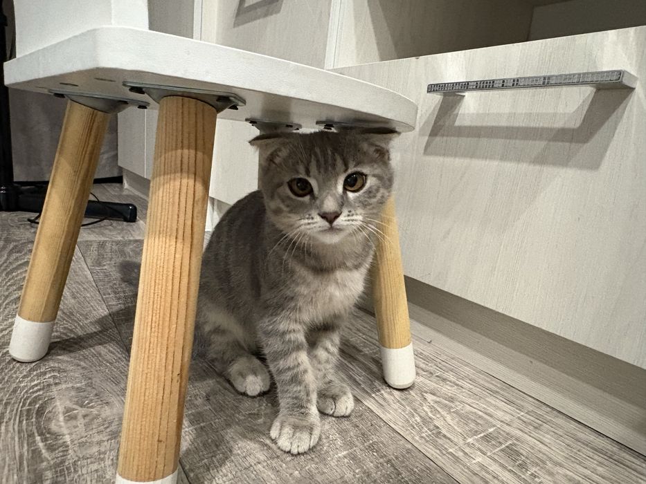 Отдам котенка шотландца