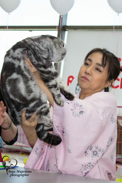 Шотландский скоттиш фолд