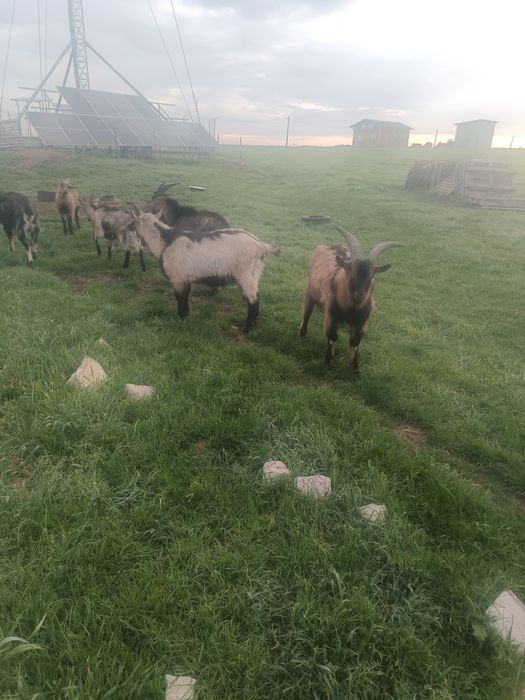 Vând țapi de 16 luni de ținut sau tăiat.