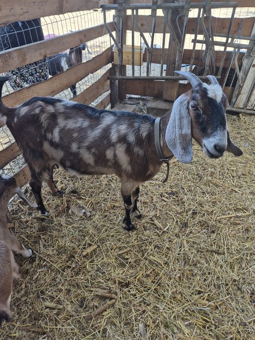 Capra anglonubiana cu ieduta