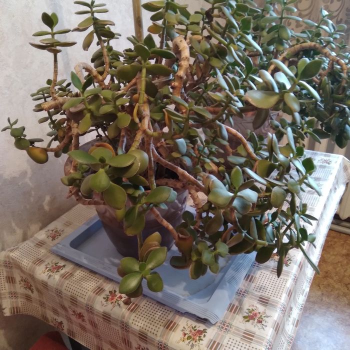 Денежное дерево.