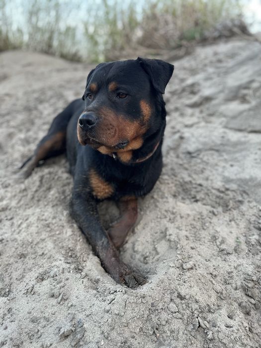 вязка ротвейлера