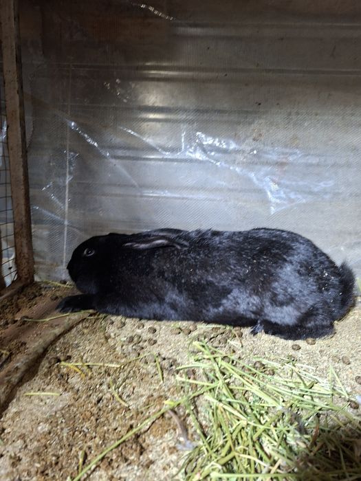 Аналик коян сатилади