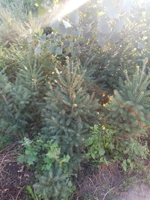 Продам кусты, деревья, липа, Берёза