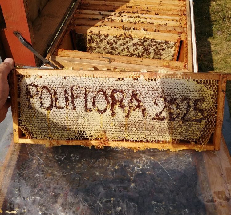 Vând 10 familii de albine