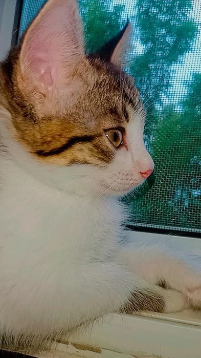 Мия ждёт свою семью