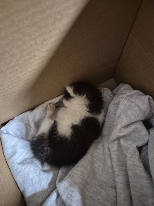 Подарявам котенце!