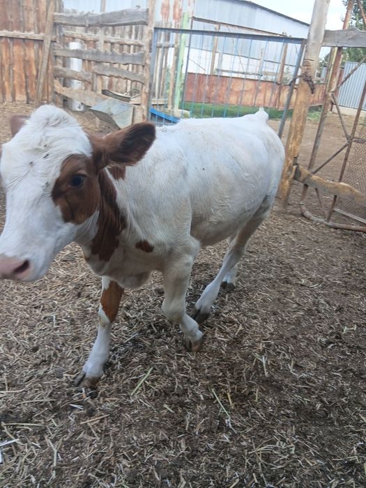 Продам хорошую телочку